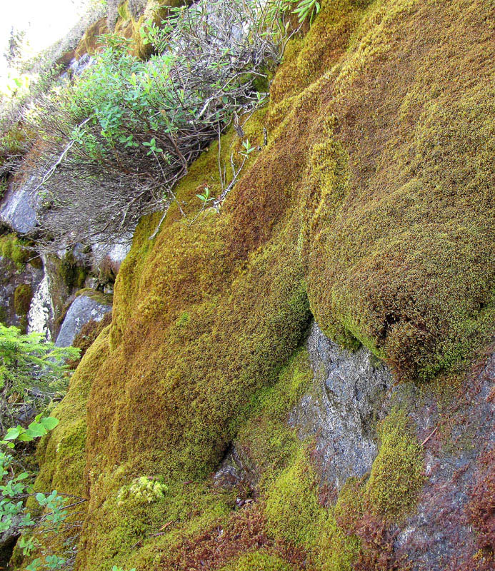 Anastrophyllum michauxii
